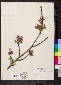 Prunus persica image