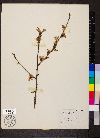 Prunus persica image