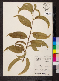 Prunus persica image