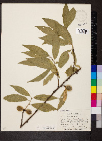 Prunus persica image