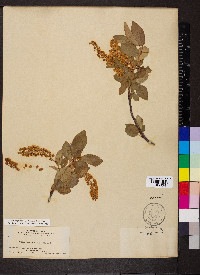 Prunus virginiana var. demissa image