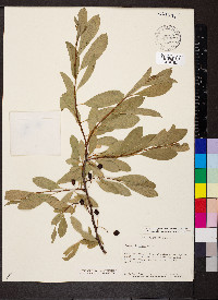 Prunus virginiana var. demissa image