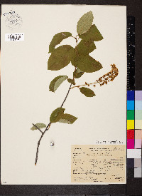 Prunus virginiana var. demissa image