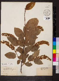 Prunus virginiana var. demissa image