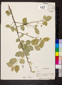 Prunus mahaleb image