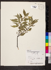 Prunus munsoniana image