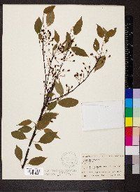 Prunus pensylvanica image