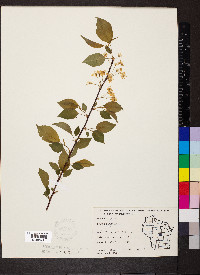 Prunus pensylvanica image