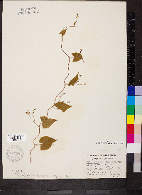 Fallopia cilinodis image