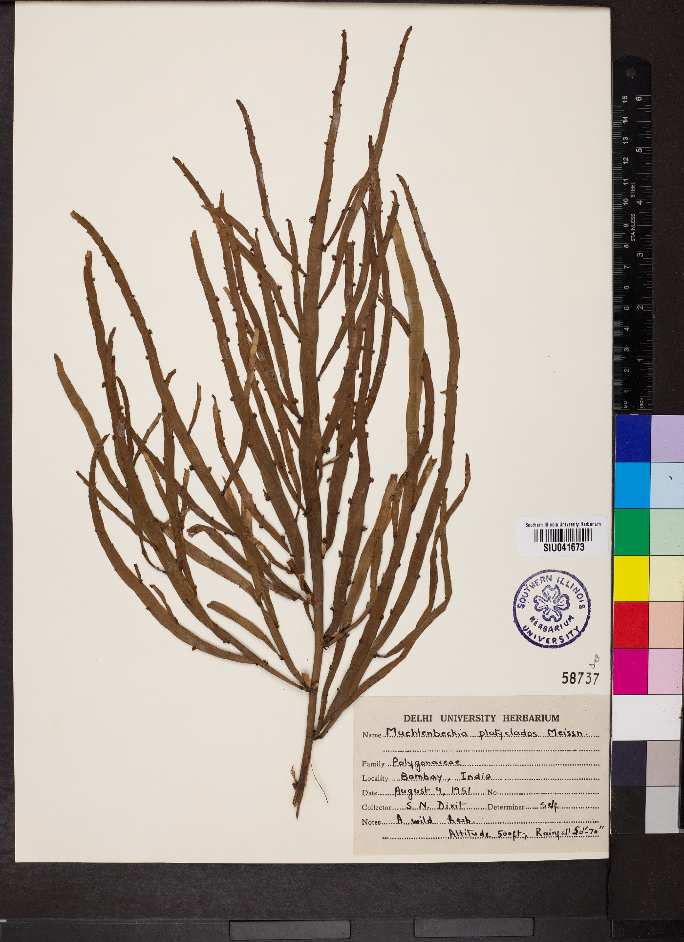 Muehlenbeckia platyclados image
