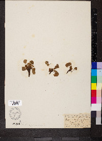 Oxyria digyna image