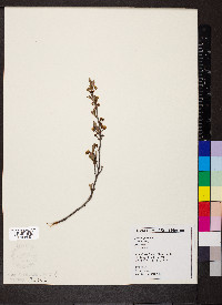 Prunus pumila image