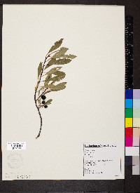 Prunus pumila image