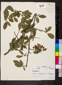 Prunus umbellata image