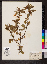 Prunus avium image