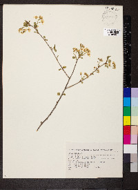 Prunus mahaleb image