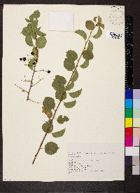 Prunus mahaleb image