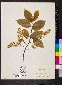 Prunus padus image