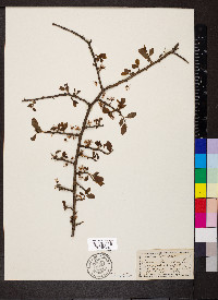 Prunus spinosa image