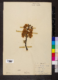 Prunus cerasus image