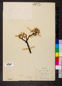 Prunus domestica image