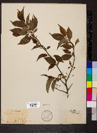 Prunus hortulana image