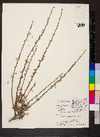 Purshia tridentata image
