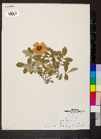 Rosa carolina subsp. carolina image