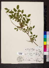 Rosa carolina subsp. carolina image