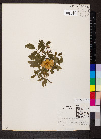 Rosa carolina subsp. carolina image