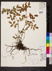 Rosa carolina subsp. carolina image