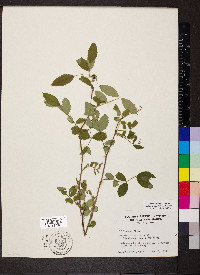 Rosa carolina subsp. subserrulata image