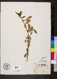 Rosa carolina subsp. subserrulata image
