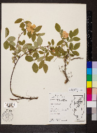 Rosa carolina subsp. subserrulata image