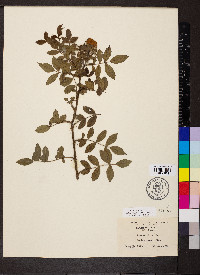 Rosa carolina subsp. subserrulata image