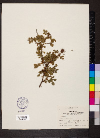 Rosa multiflora image