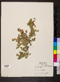 Rosa multiflora image