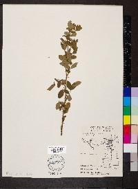 Rosa multiflora image