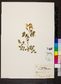 Rosa multiflora image