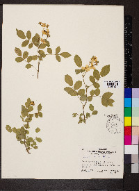 Rosa multiflora image