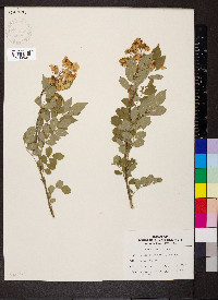 Rosa multiflora image
