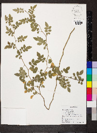 Rosa multiflora image