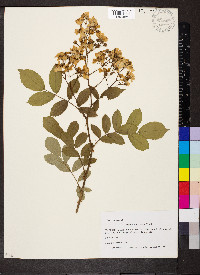 Rosa multiflora image