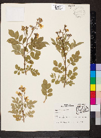 Rosa multiflora image