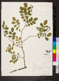 Rosa multiflora image