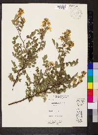Rosa multiflora image
