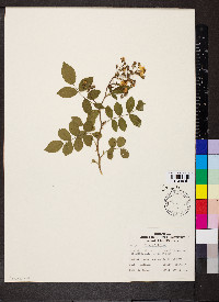 Rosa multiflora image