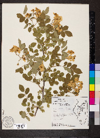 Rosa multiflora image