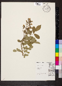 Rosa multiflora image