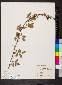 Rosa multiflora image